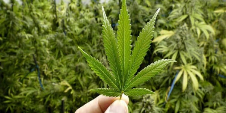 تقنين زراعة القنب الهندي يسيل لعاب مستثمرين أجانب