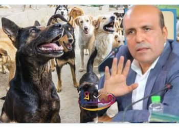 البوعناني: جماعة القنيطرة ستستعين بالعاطلين الذين تم تشغيلهم في برنامج أوراش لجمع الكلاب الضالة