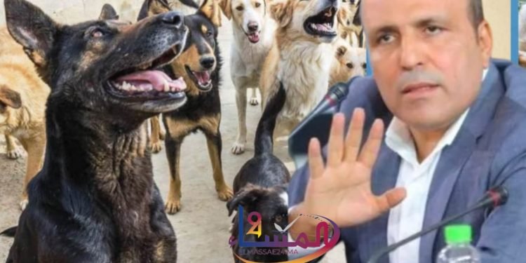 البوعناني: جماعة القنيطرة ستستعين بالعاطلين الذين تم تشغيلهم في برنامج أوراش لجمع الكلاب الضالة