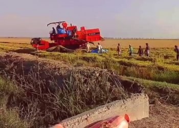 تحسن إنتاج الأرز بمنطقة الغرب