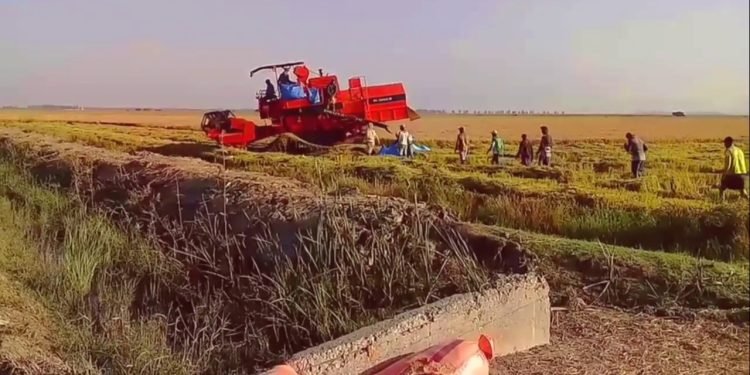 تحسن إنتاج الأرز بمنطقة الغرب