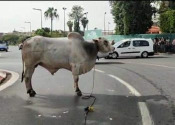 “هزالة” الأبقار المستوردة من البرازيل تجر وزير الفلاحة للمساءلة البرلمانية