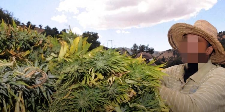 العفو على المعتقلين من أجل زراعة القنب الهندي بمناسبة ذكرى ثورة الملك والشعب