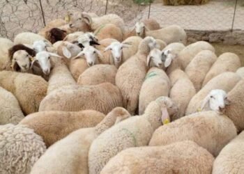 منع ذبح إناث الأغنام والماعز وفق قرار مشترك للوزيرين “لفتيت” و”البواري”