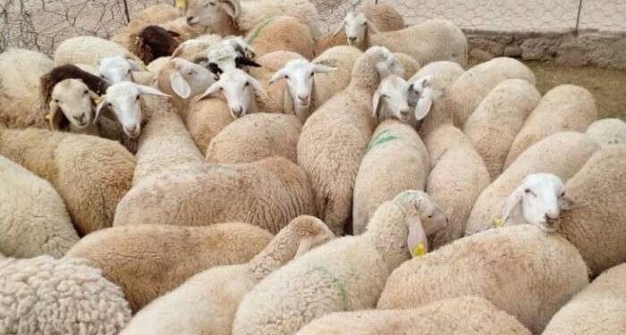 منع ذبح إناث الأغنام والماعز وفق قرار مشترك للوزيرين “لفتيت” و”البواري”