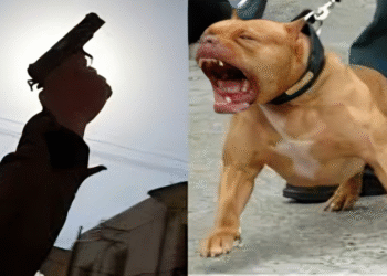 الدار البيضاء..رصاصات تحذيرية لتوقيف شخص حرض كلبا شرسا على المواطنين والشرطة