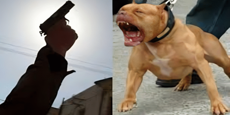 الدار البيضاء..رصاصات تحذيرية لتوقيف شخص حرض كلبا شرسا على المواطنين والشرطة