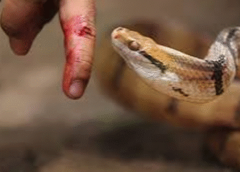 لدغة أفعى سامة تنهي حياة خمسيني بجماعة قلعة بوقرة