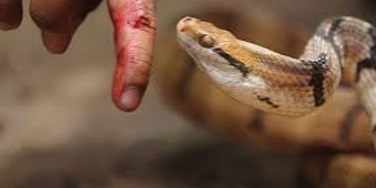 لدغة أفعى سامة تنهي حياة خمسيني بجماعة قلعة بوقرة
