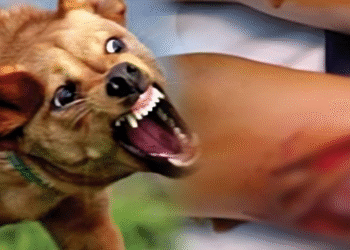 القنيطرة..1405 ضحية عضات الكلاب الضالة في ظرف 6 أشهر فقط