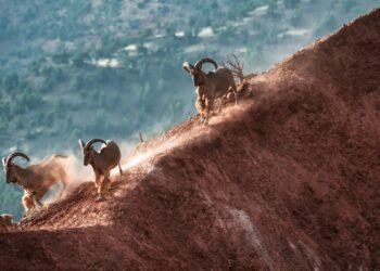 وكالة المياه والغابات تطلق “غزال الأروي” في الأطلس الكبير الشرقي