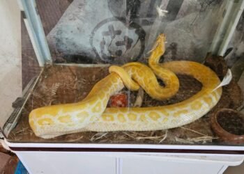 تفكيك شبكة خطيرة للاتجار غير المشروع في الأنواع المحمية بسيدي بوقنادل