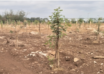 وكالة “هومي” تتهم أصحاب المصالح الضيقة بنشر مغالطات بشأن غابة بوسكورة